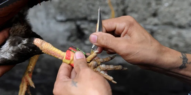 Mỗi chiến kê sẽ được gắn thêm một chiếc cựa sắt nhọn