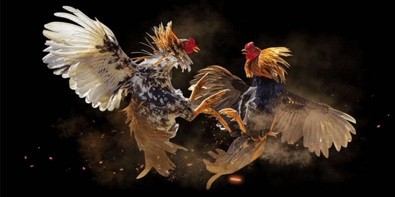 Đôi nét bộ môn đá gà cựa dao 23Win